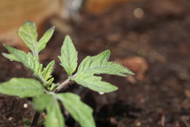 Rana proizvodnja paradajza u plastenicima bez grijanja