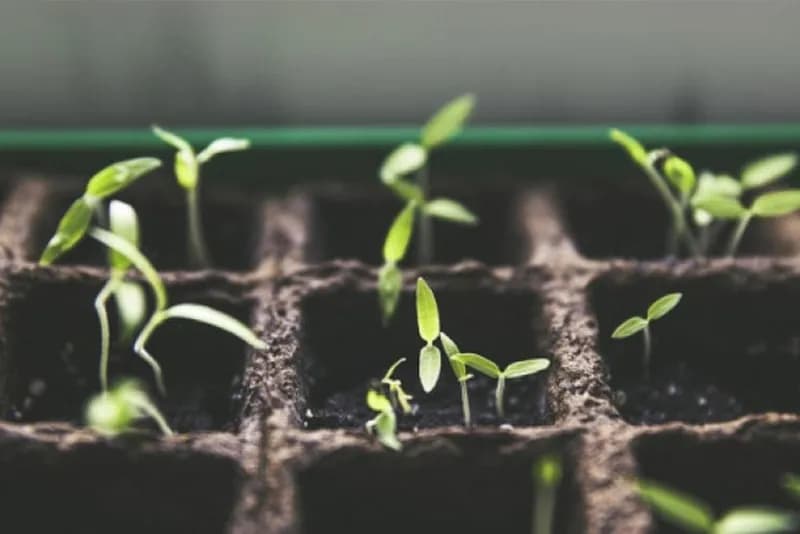 Kako izbjeći probleme u rasadničkoj proizvodnji