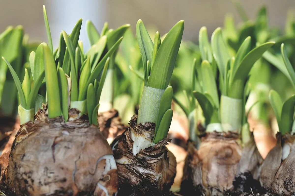 Kad i kako posaditi lukovice da cvjetaju iznova svake godine