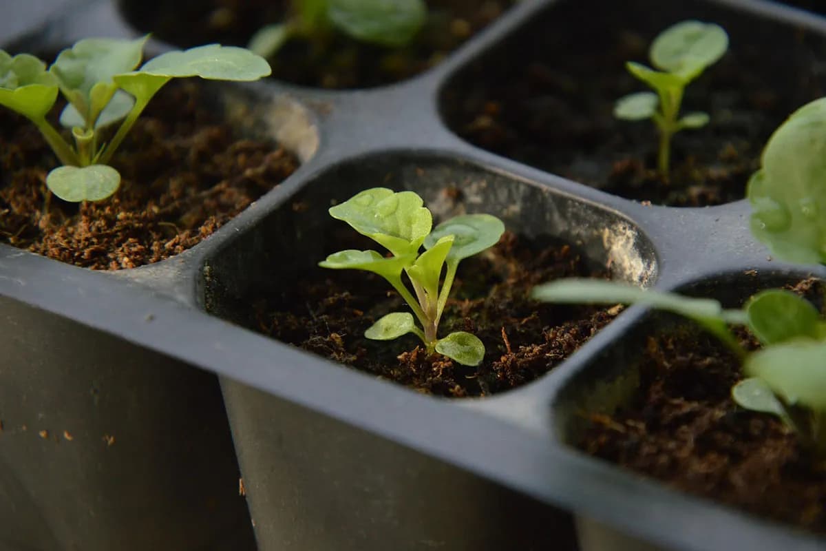 16 cvjetova koje pravi baštovani siju zimi – počnite već u januaru