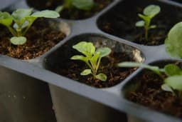 16 cvjetova koje pravi baštovani siju zimi – počnite već u januaru