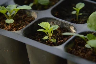 16 cvjetova koje pravi baštovani siju zimi – počnite već u januaru
