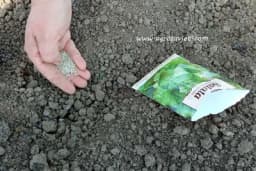 Kako znati da je sjeme kvalitetno