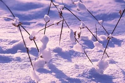 Koji je snijeg koristan, a koji štetan za vaš vrt: Nauči razlikovati!