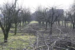 Većina ljudi griješi: Ove biljke morate orezivati zimi ako želite bogat rod