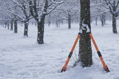 Zimska rezidba u voćnjaku: Prednosti i nedostaci