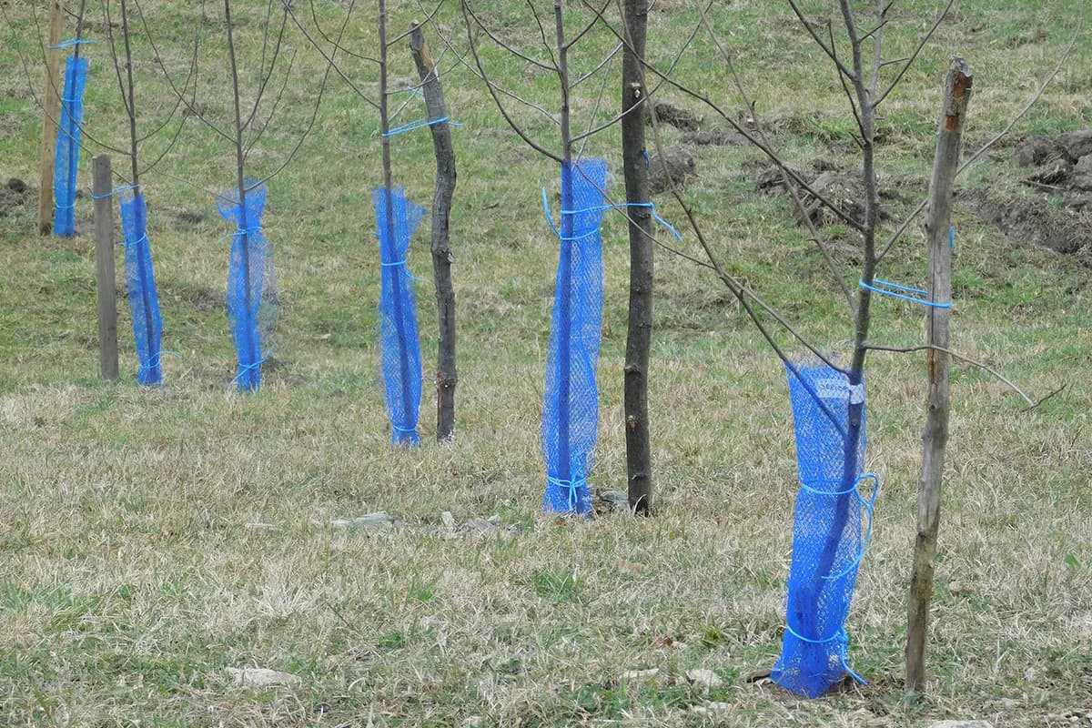 Kako pravilno đubriti mlade voćke u prve tri godine uzgoja?