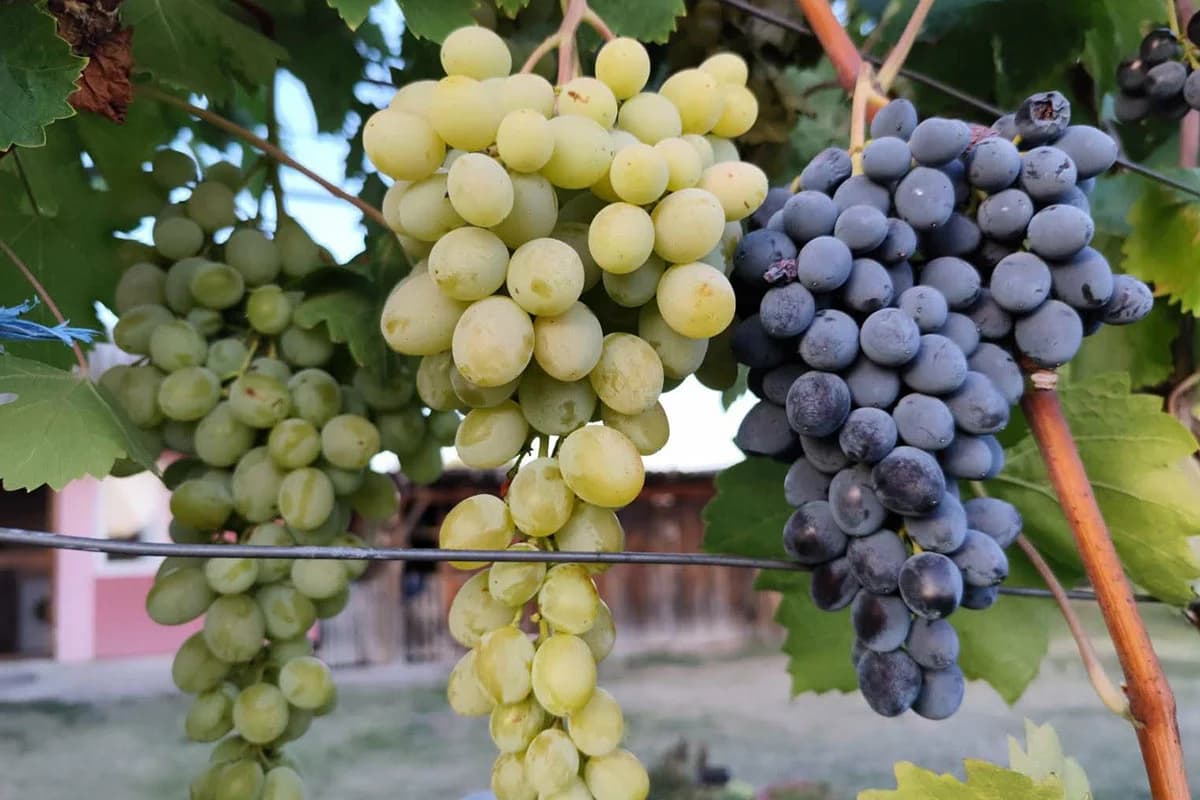 Vinogradari prepuštaju berbu robotima – i ne griješe