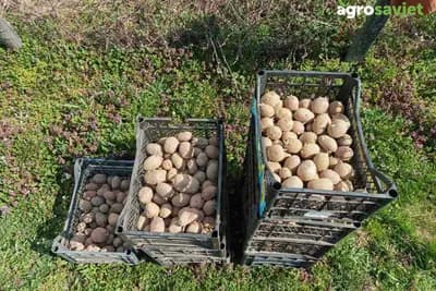 Većina griješi kod đubrenja krompira – evo kako da povećate prinos