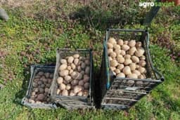 Većina griješi kod đubrenja krompira – evo kako da povećate prinos