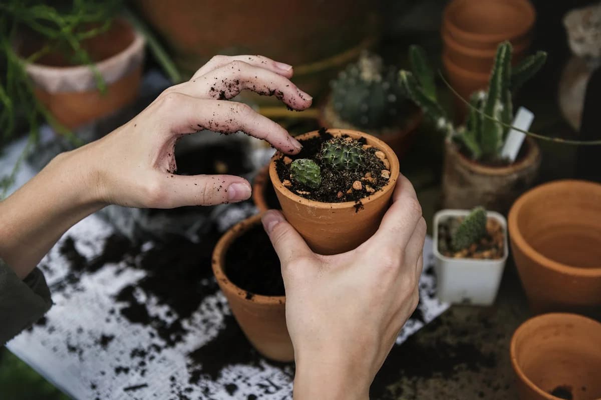 Jedan od pet ljudi razgovara sa sobnim biljkama – koja vam najbolje odgovara?
