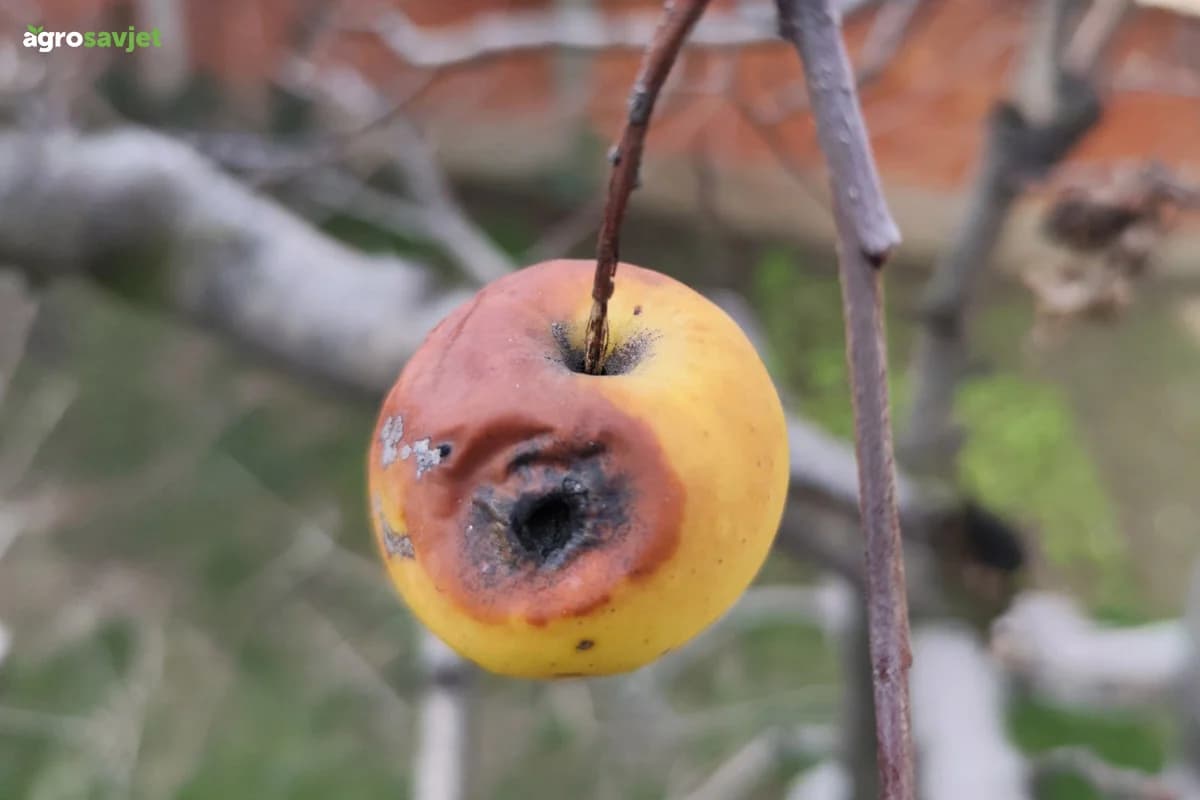 Ako ih sada ne uklonite – rod može propasti: Mumificirani plodovi glavni su izvor bolesti voćaka