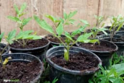 Rasad propada za 48 sati: Reagujte odmah ili gubite cijelu proizvodnju