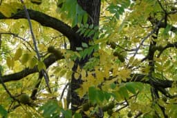 Kako se orah razmnožava iz sjemena