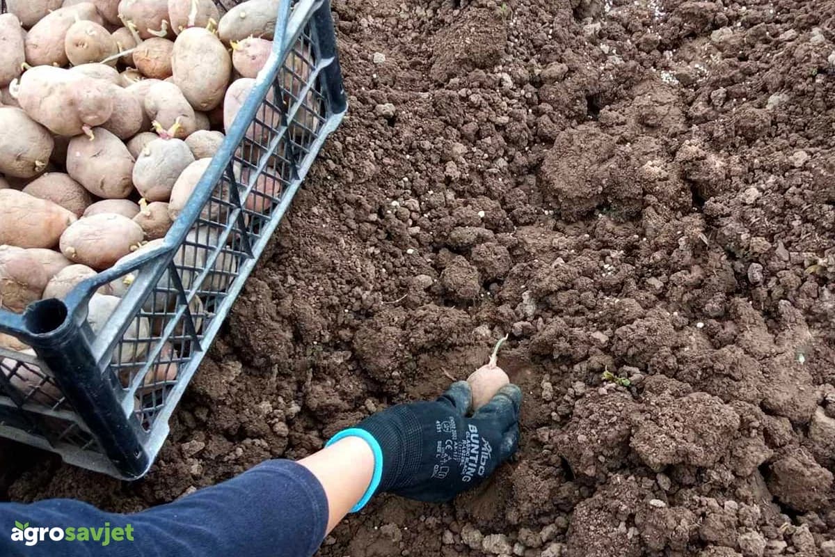 Veličina krompira koju sadite direktno utiče na prinos – mnogi to ne znaju