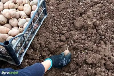 Veličina krompira koju sadite direktno utiče na prinos – mnogi to ne znaju