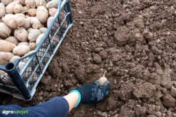 Veličina krompira koju sadite direktno utiče na prinos – mnogi to ne znaju