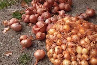 3 sorte luka za proljeće koje daju krupne glavice i visok prinos