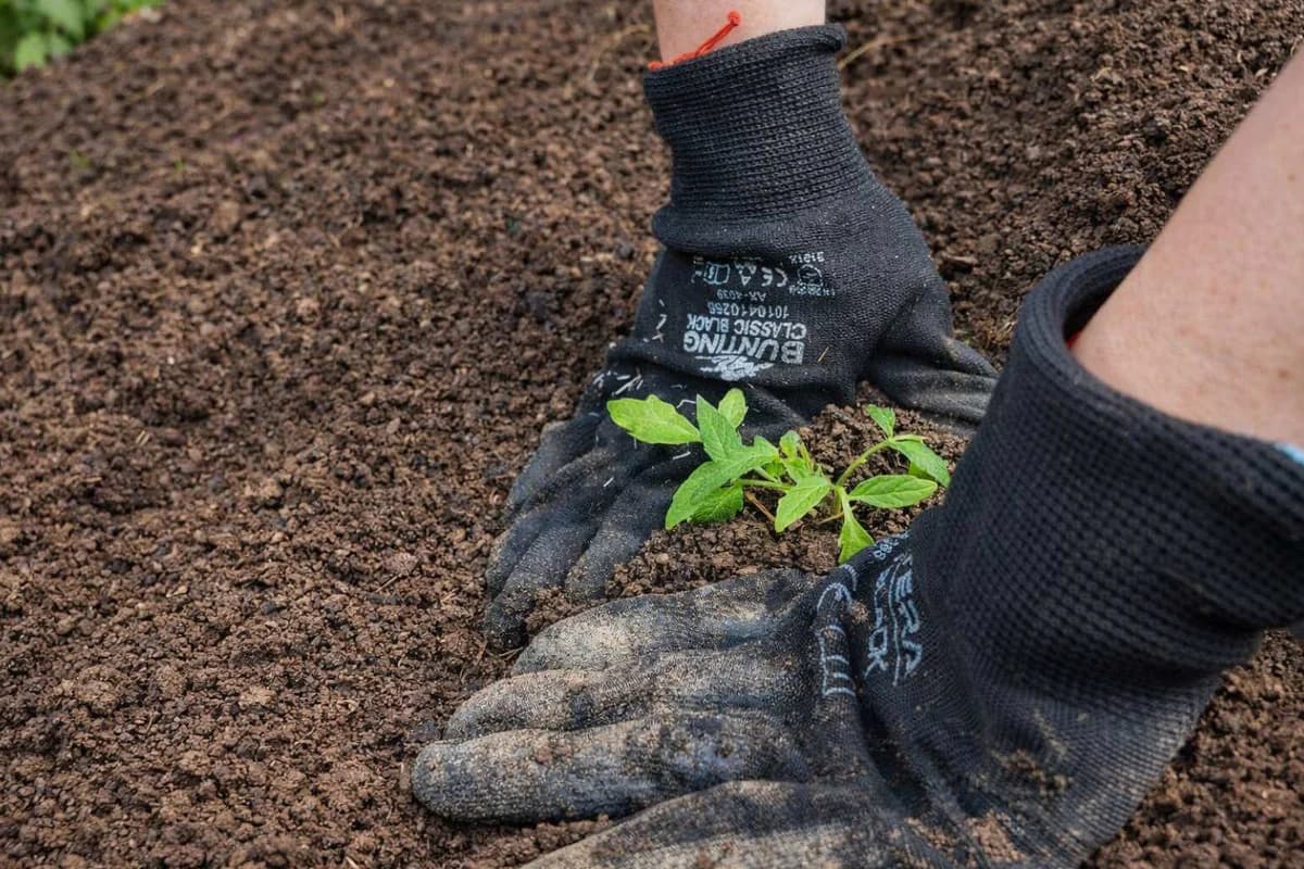 Ovo nikako nemojte sijati u februaru: Prerana sjetva donosi slabiji prinos