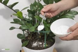 Pospite sodu bikarbonu po zemlji sobnog cvijeća: Evo kada pomaže, a kada može štetiti