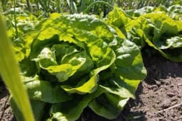 Šta se sve sije u martu: Plan sjetve na otvorenom i proizvodnja rasada