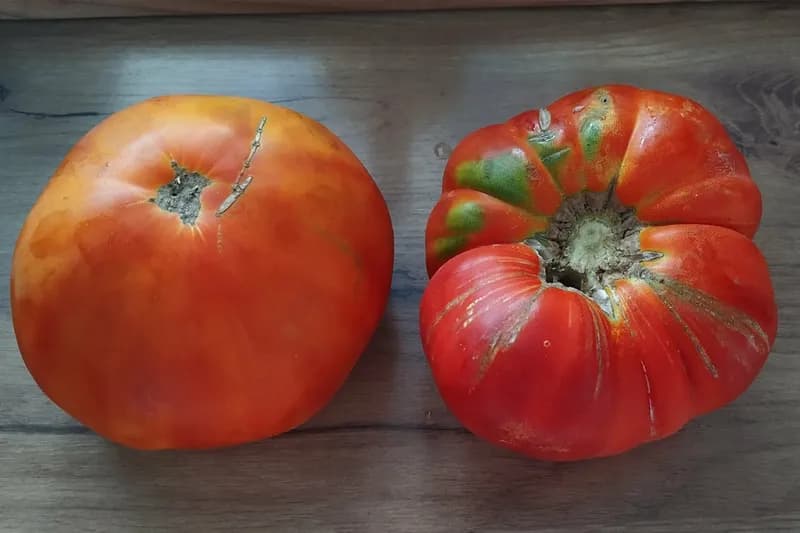 Paradajz koji jedemo zimi nije isti kao ljetni: Evo zašto