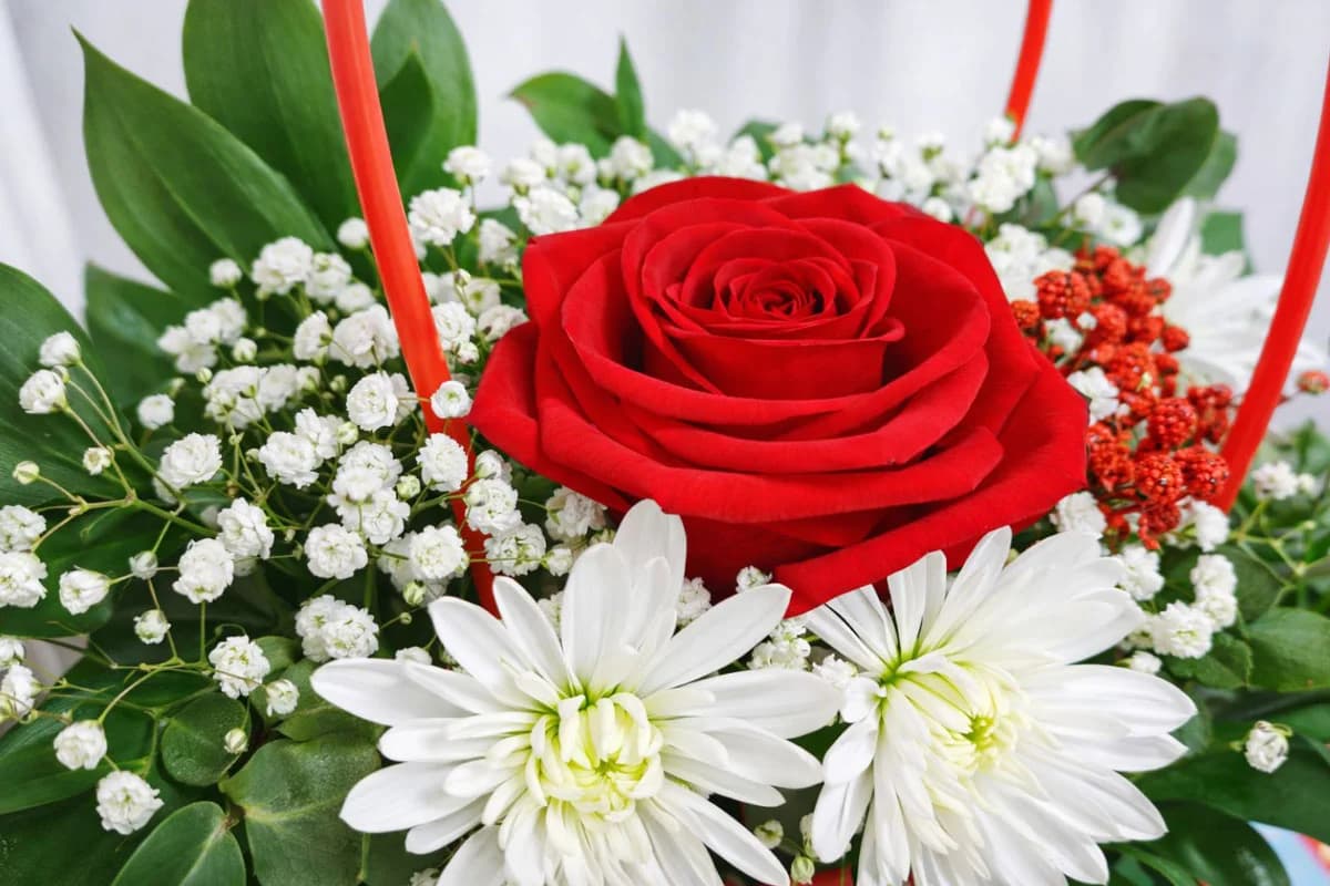 Top 10 cvjetova za 8. mart: Evo koju poruku zapravo šaljete poklonom