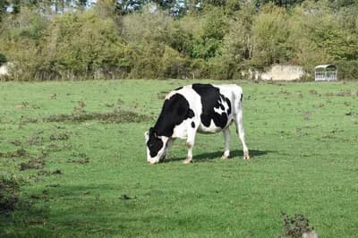 Nadun kod goveda, ovaca i koza – simptomi, uzroci i liječenje meteorizma