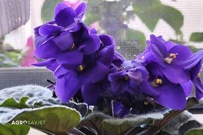 Od jednog lista do deset biljaka: Trik za razmnožavanje afričke ljubičice koji svako može uraditi