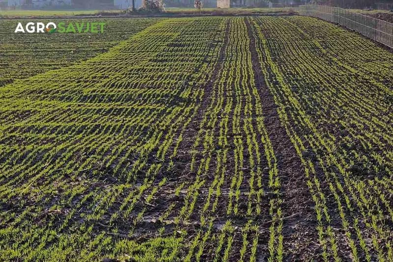 Uticaj niskih temperatura na strna žita: Trenutno stanje usjeva i sjetva jarih strnina