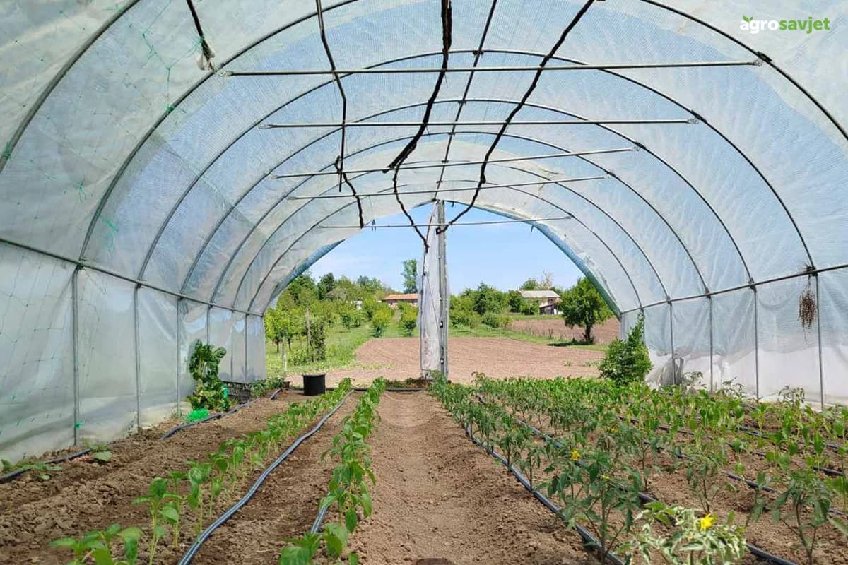 Organizacija plasteničke proizvodnje za veće prinose i bolje ekonomske rezultate