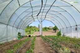 Organizacija plasteničke proizvodnje za veće prinose i bolje ekonomske rezultate