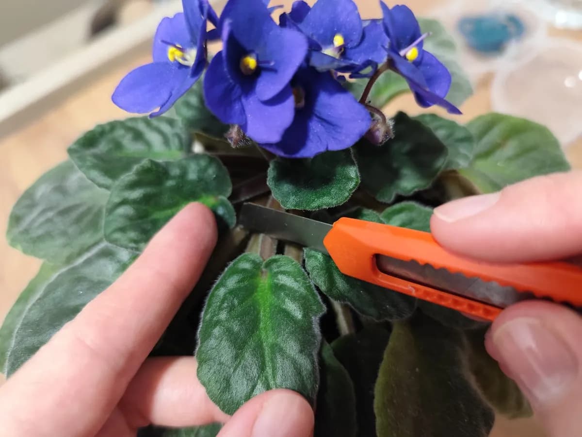 Od jednog lista do deset biljaka: Trik za razmnožavanje afričke ljubičice koji svako može uraditi