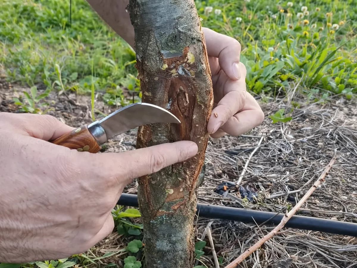 Pukotine na kori drveta mogu uništiti voćku: Evo kako da ih sanirate u proljeće