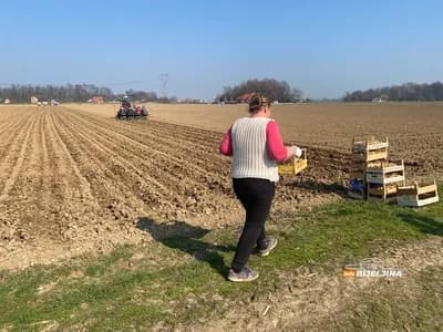 Bijeljinac smanjio površine pod krompirom sa 150 na svega 20 dunuma: “Mašine imam, ali nemam računice” /FOTO/