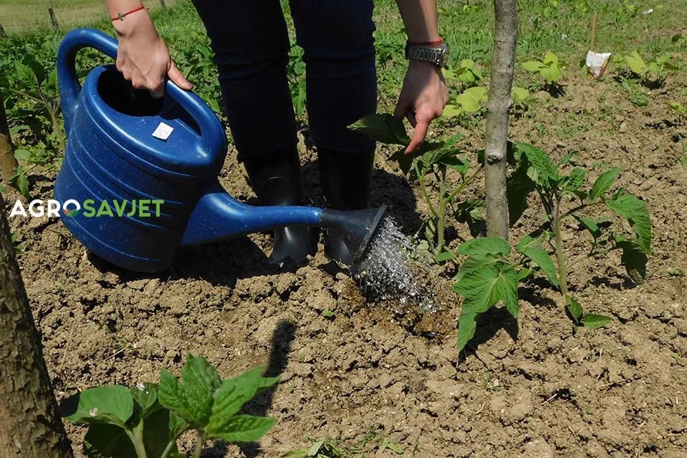 Turska ima poseban sistem zalivanja paradajza: Biljka baš u ovom periodu treba da pirmi vodu da bi plod bio jako sočan