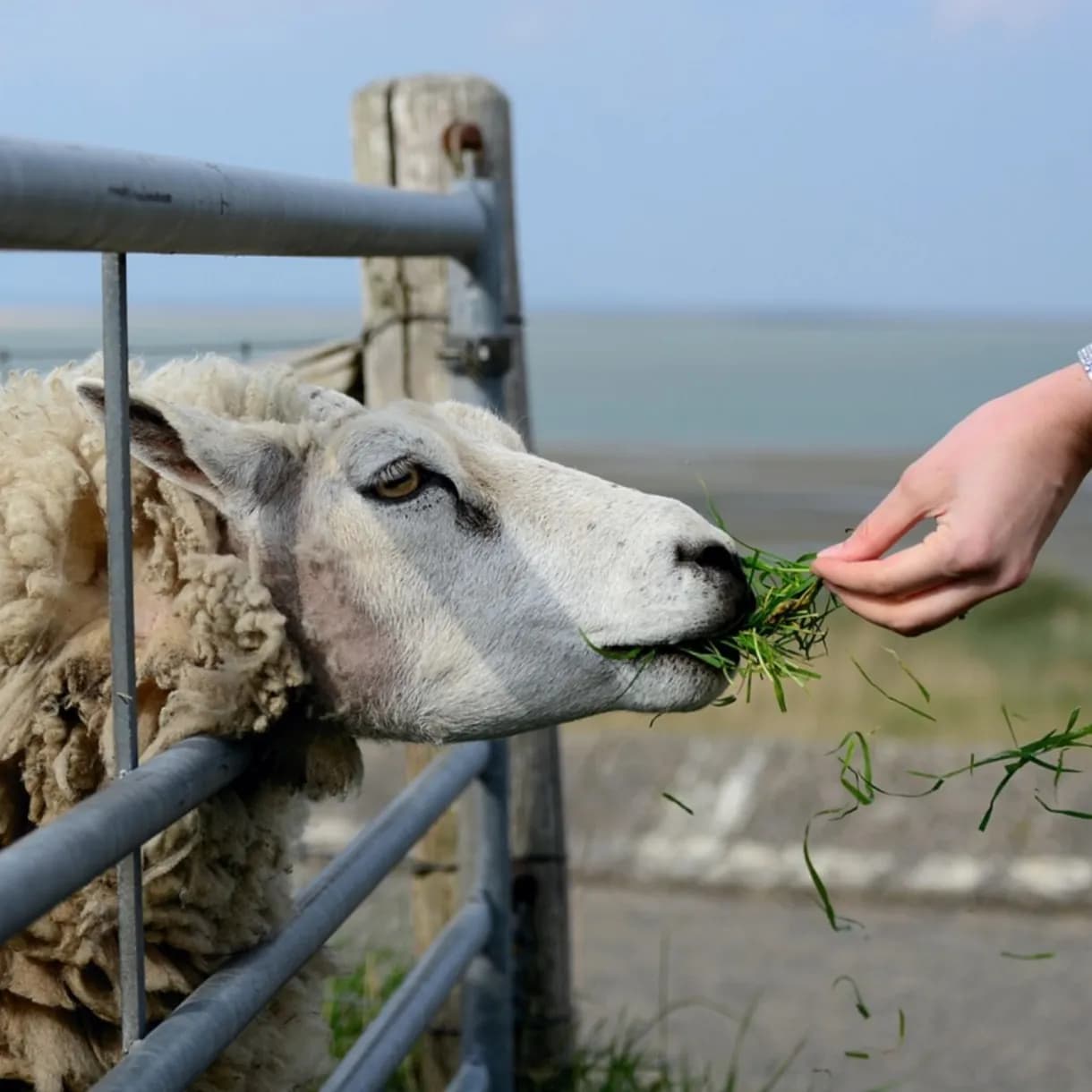 Kategorija Stočarstvo