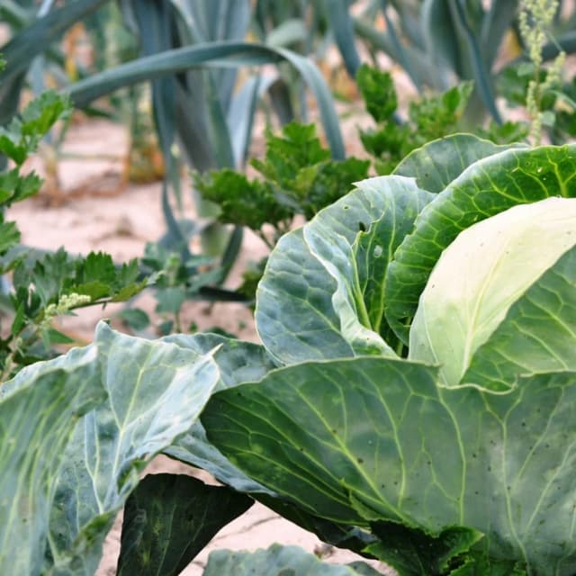 Organska proizvodnja