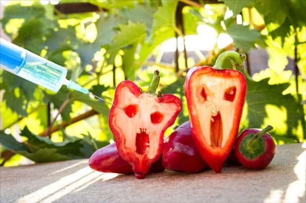 Hoće li Kinezi gajiti GMO biljke kako bi se prehranili