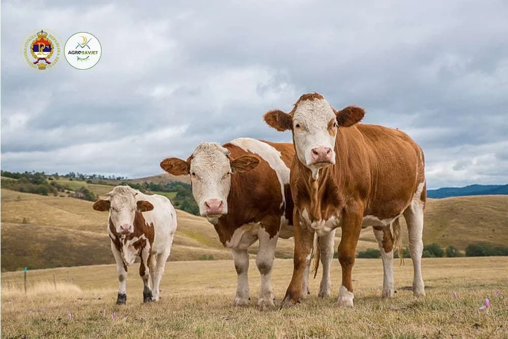Pašalić: Zagarantovana cijena od 3,9 KM za kilogram žive vage