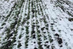 SNIJEG ZAŠTITIO ŽITO - Niska temperatura nije izazvala štetu na ozimim usjevima