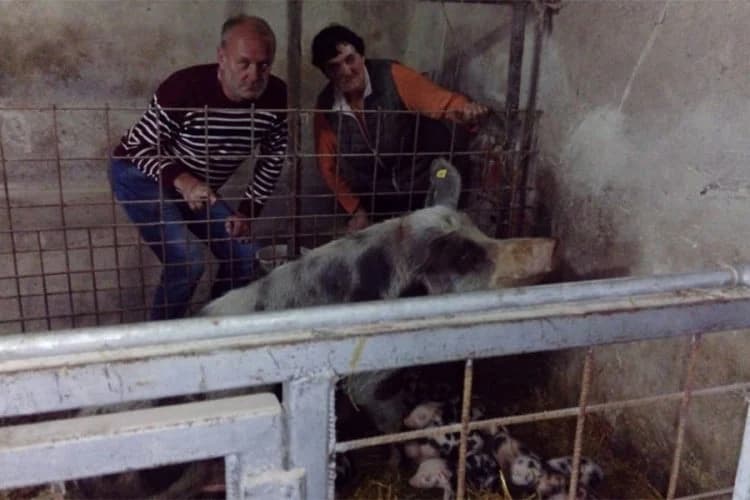 Svinja oprasila 21 prase