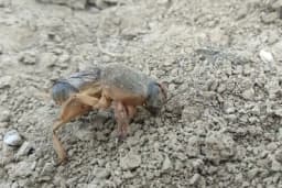 Jednostavan trik za vrt: Zaštitite biljke od rovaca bez hemikalija!