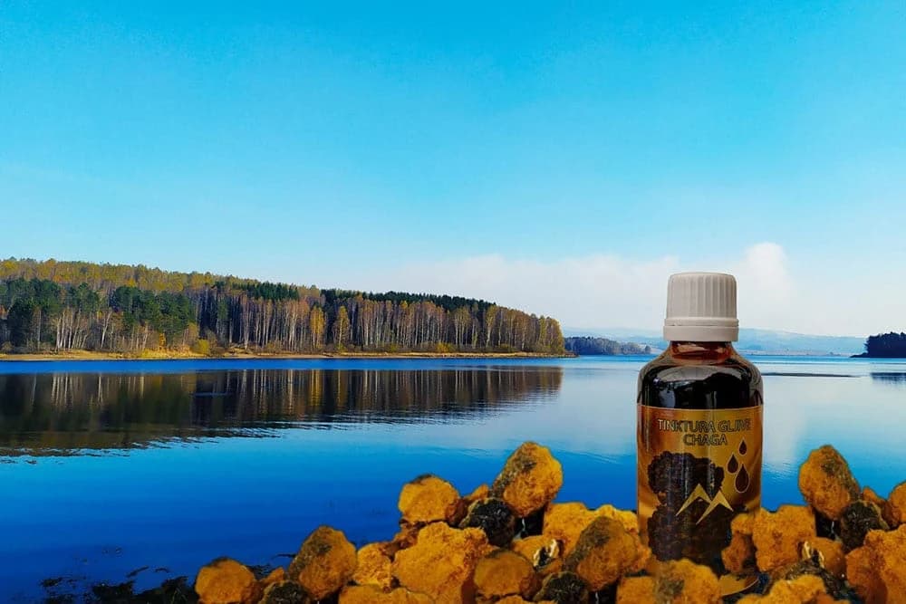 chaga / čaga