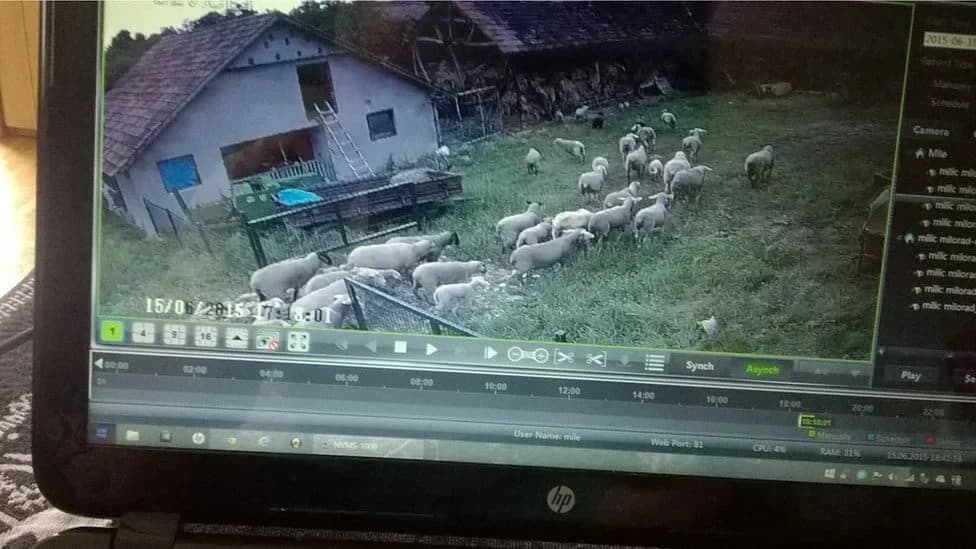 "Sajber pastir" Milorad živi u Austriji, a u selu Dobrnje uzgaja posebnu vrstu ovaca