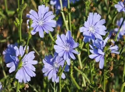 Cikorija: Svemoćni plavi cvijet iz livade nema šta ne liječi!