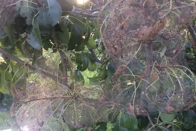 Semberija: Jeziv napad gusjenice na kruški /VIDEO- FOTO/