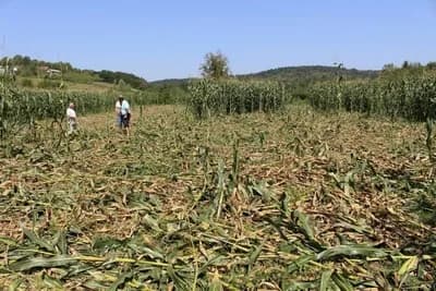 HAOS NA NJIVAMA: Divljač nanosi velike štete u selima oko Gradiške