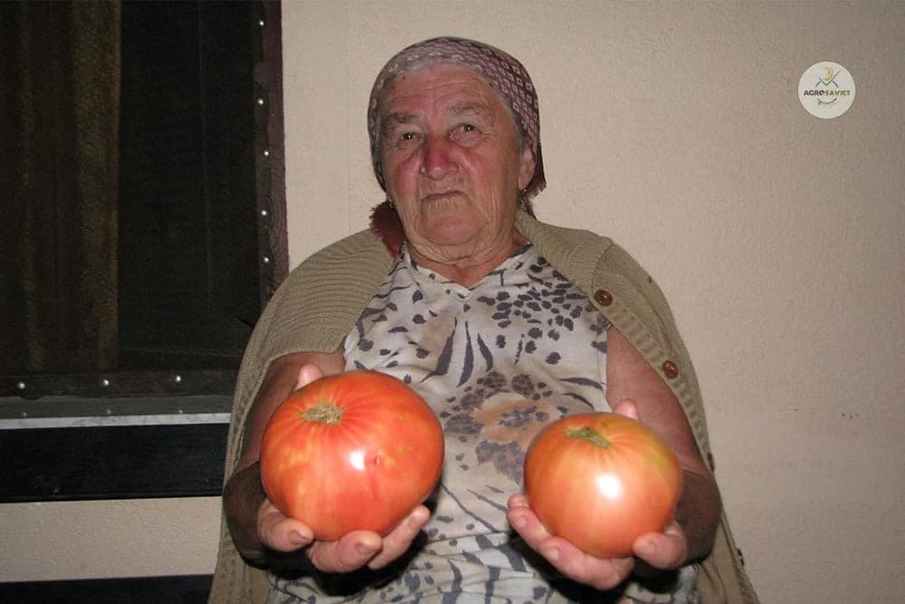 Organski uzgoj starih sorti povrća u korovu