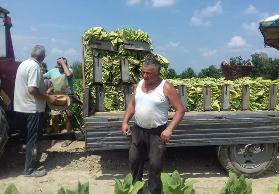 Zašto je proizvodnja duvana u Semberiji sve neisplativija?